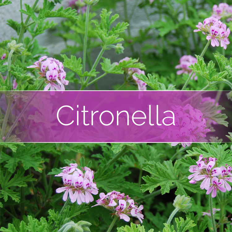 Citronella - Candle-Making Kit