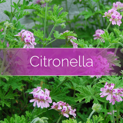 Citronella - 14oz/100 Hour Filled Candle