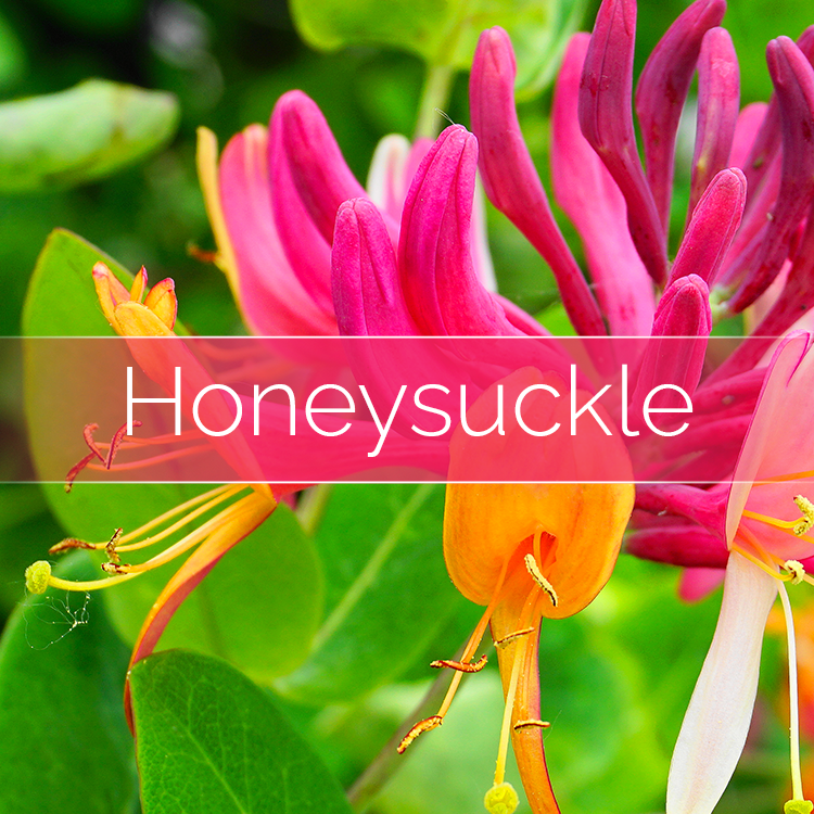 Honeysuckle - 14oz Filled Candle