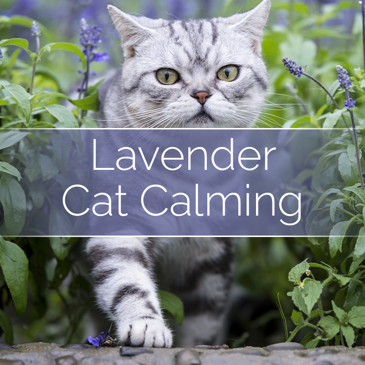 Cat Calming - Candle-Making Kit + Jar