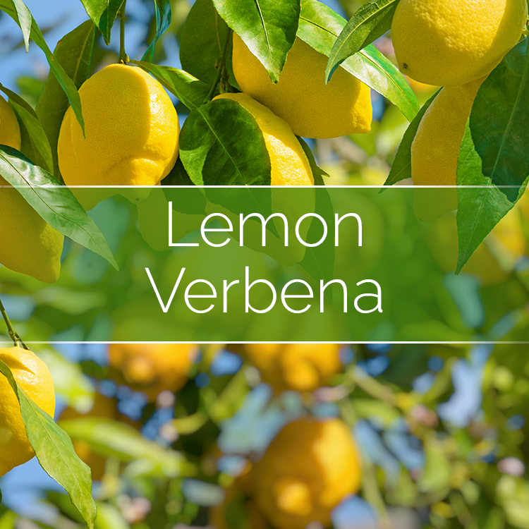 Lemon Verbena - Candle-Making Kit + Jar
